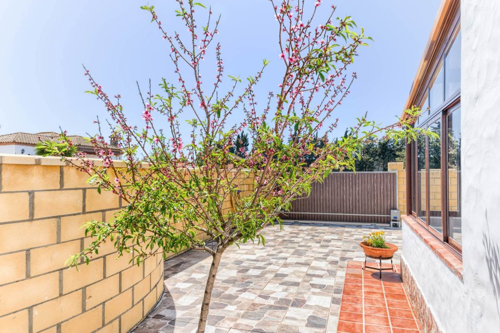 Cortijo Río Salado - Árbol florecido - Apartamentos Patio Andaluz - Playa de La Fontanilla (Conil)